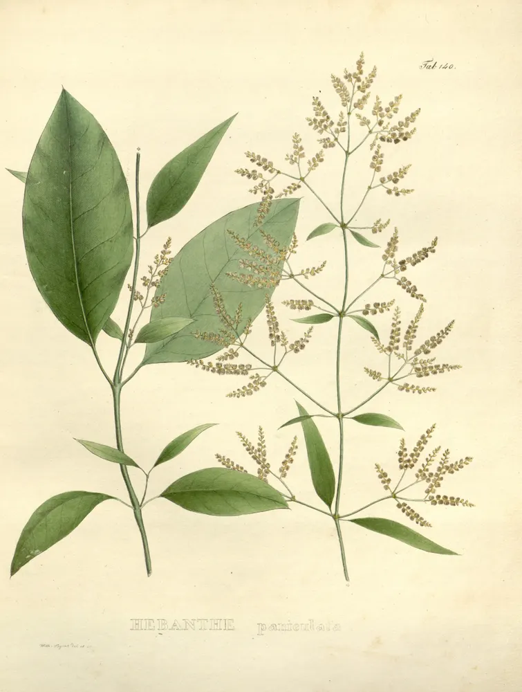 Suma (Brazilian Ginseng)