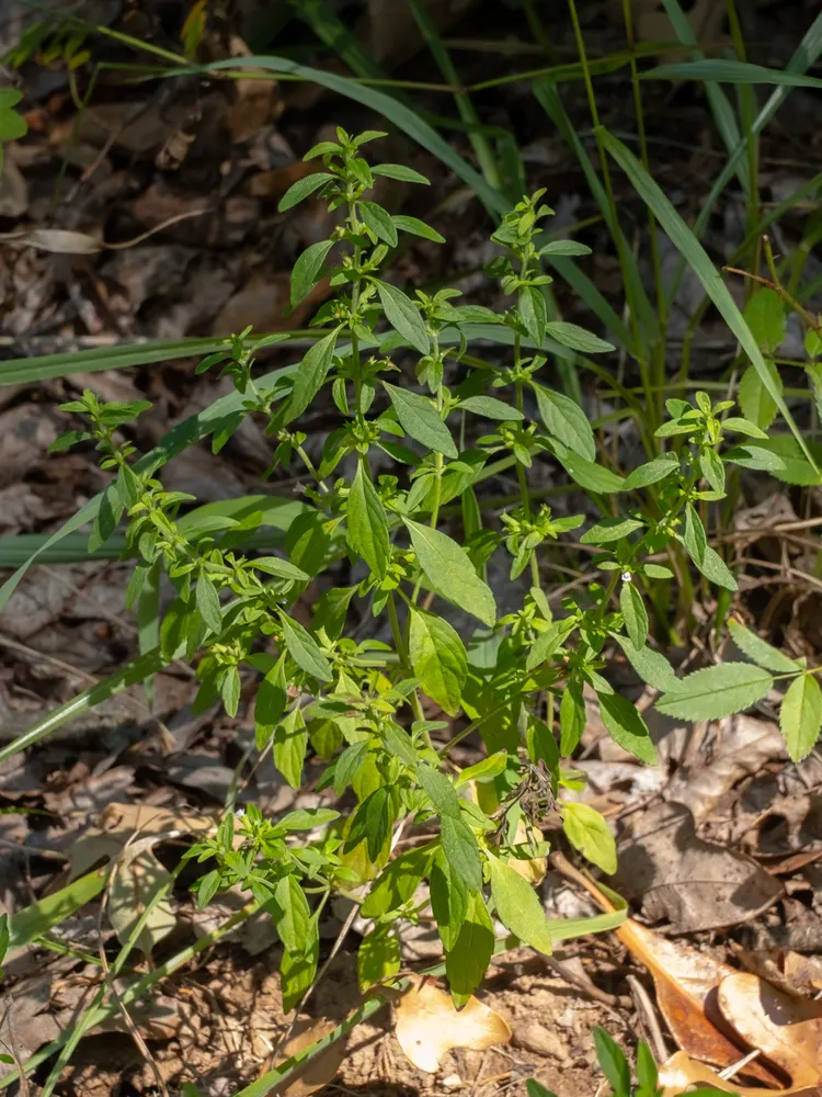 American Pennyroyal