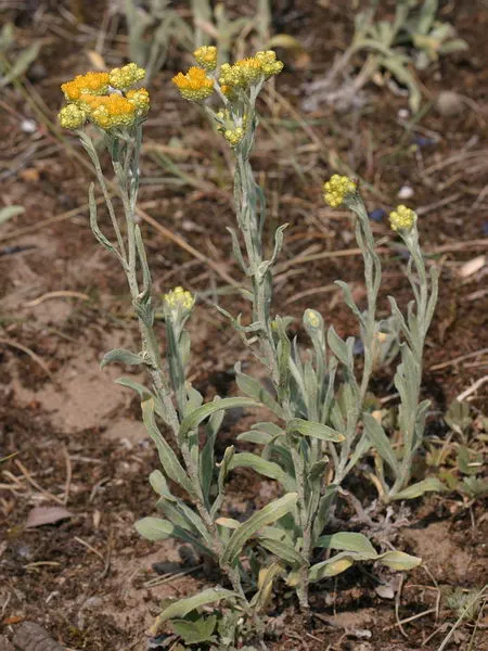 Immortelle