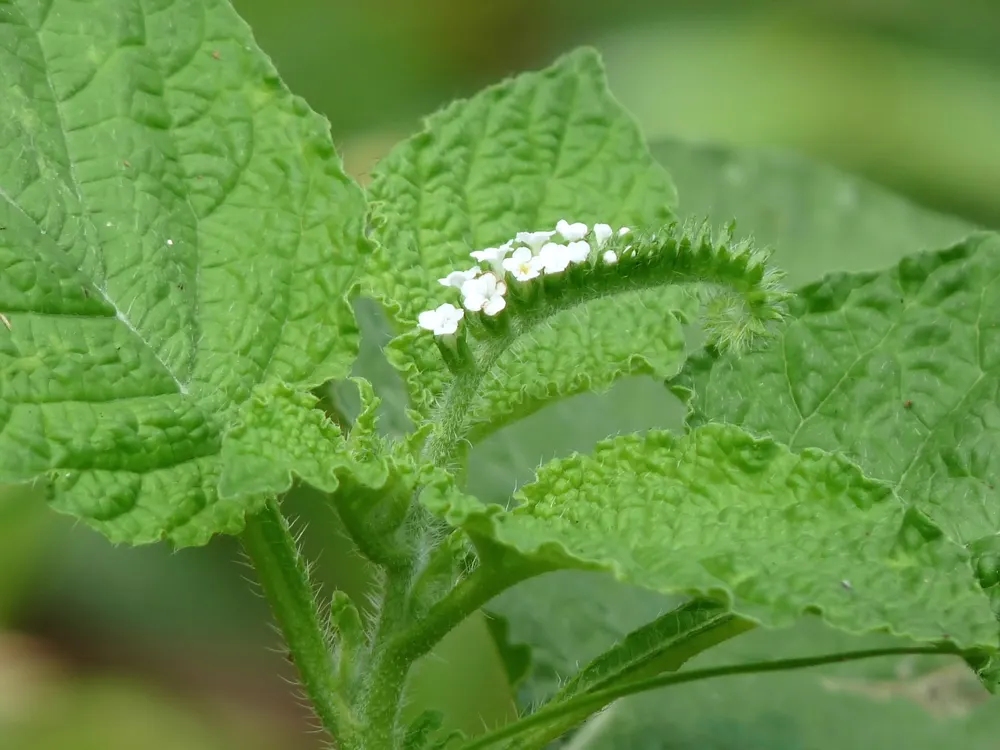 Indian Heliotrope