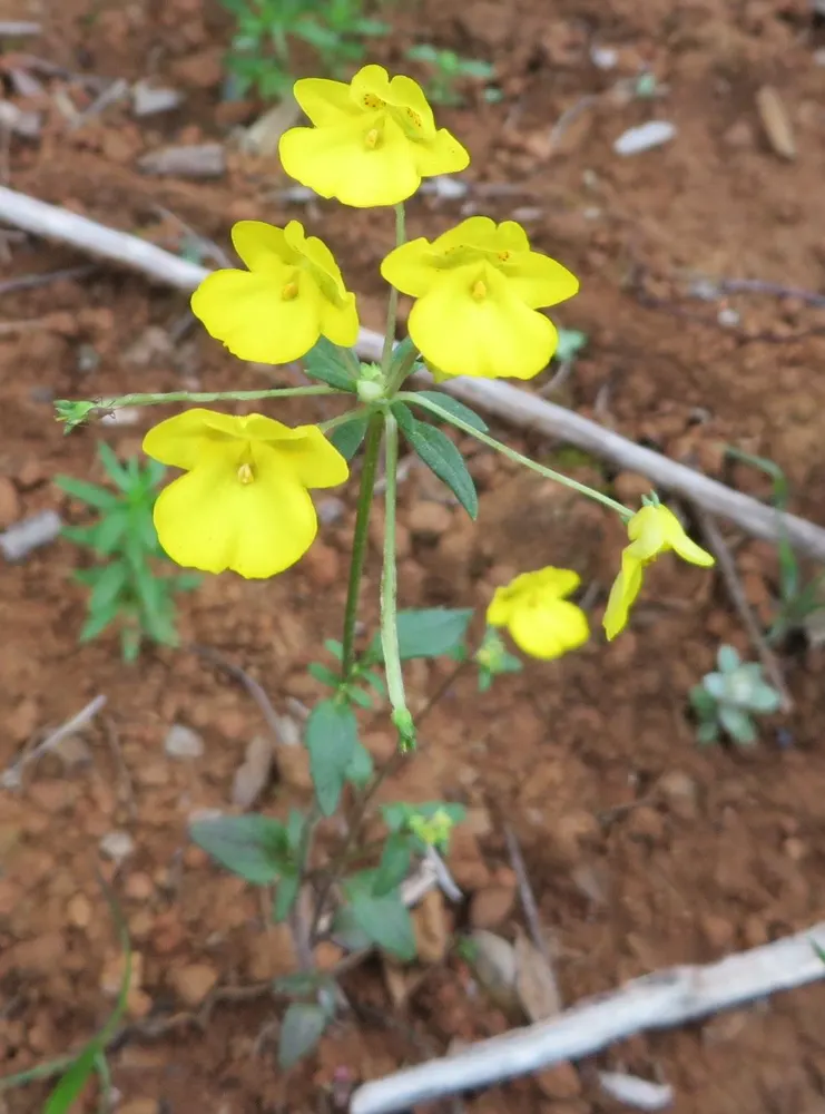 Plant photo