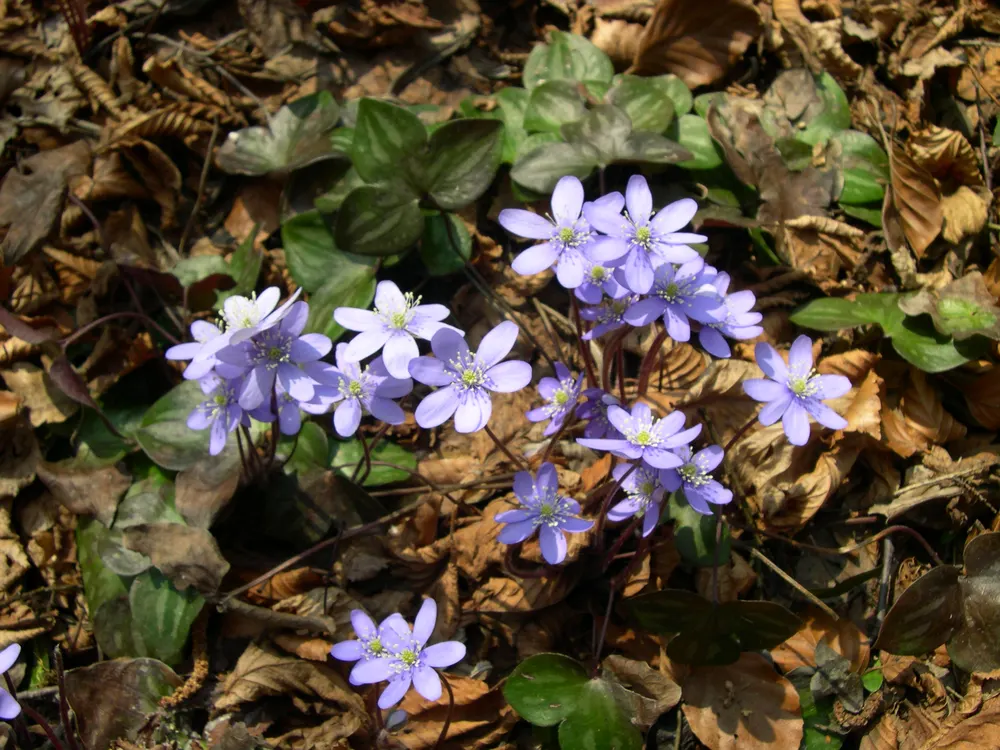Liverleaf