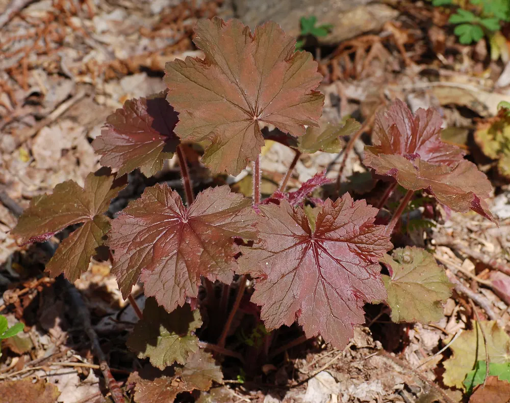Hairy Alumroot