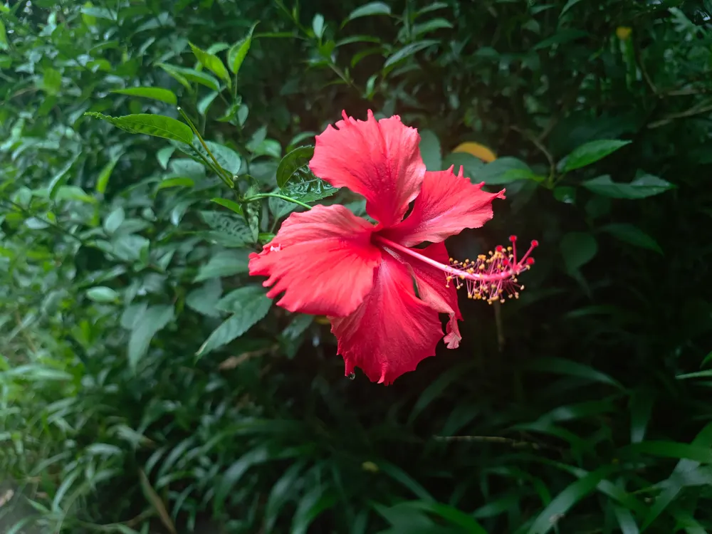 Chinese Hibiscus