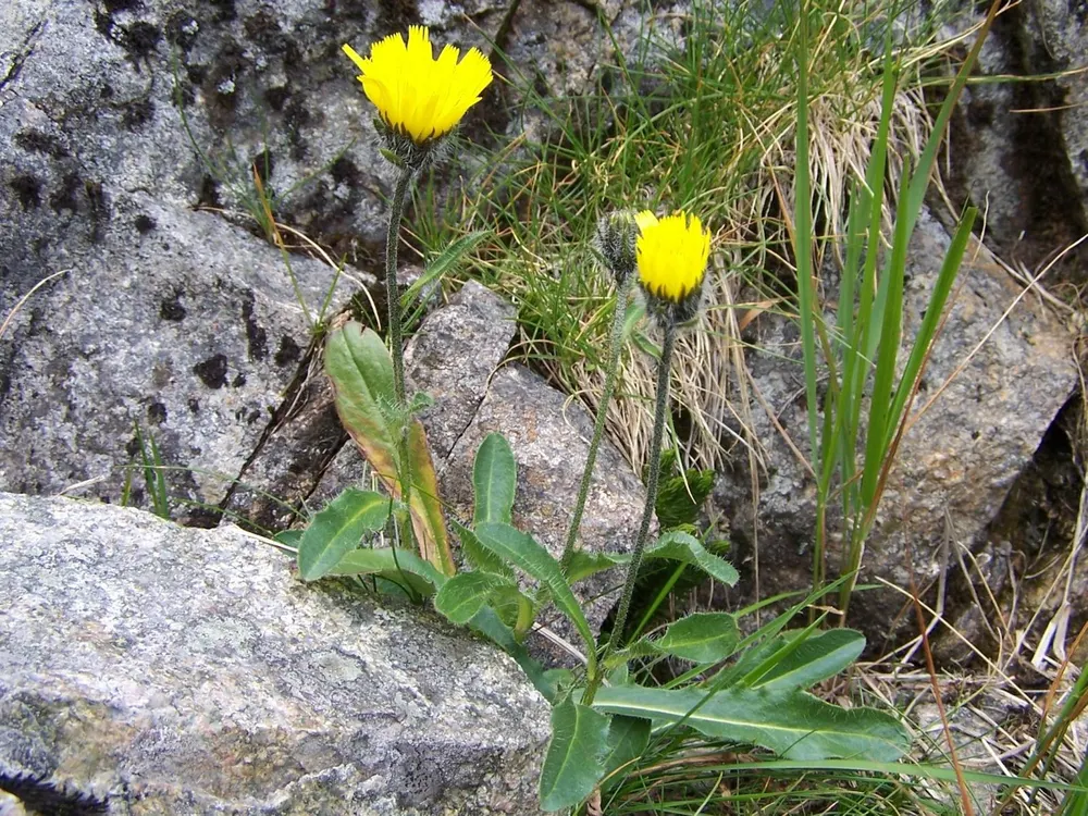 Alpine Hawkweed