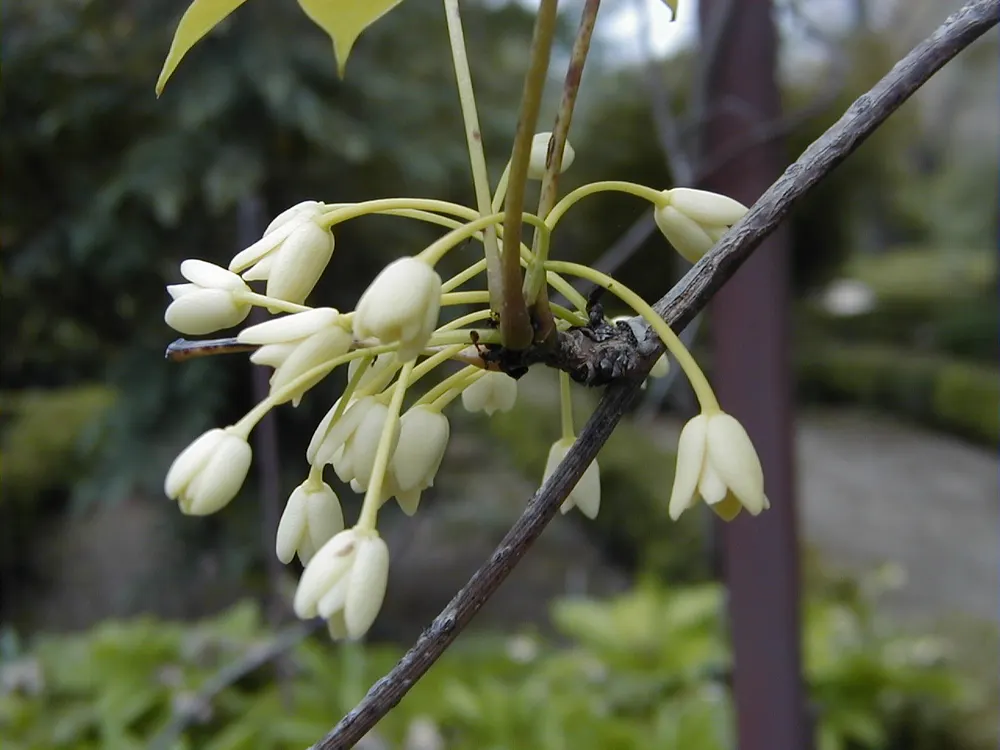Chinese Holboellia