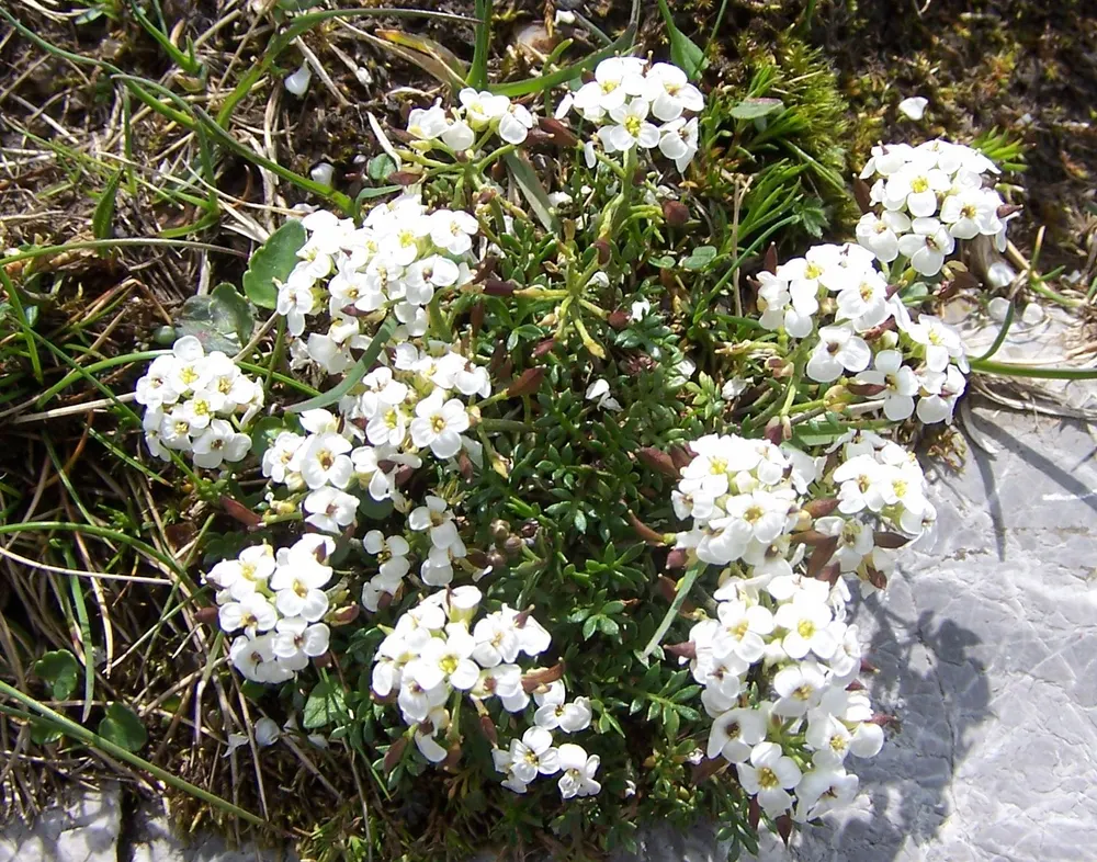 Alpine Hutchinsia