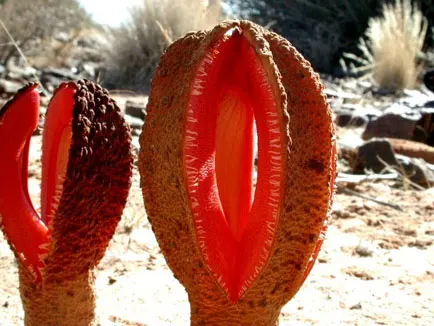 African Hydnora