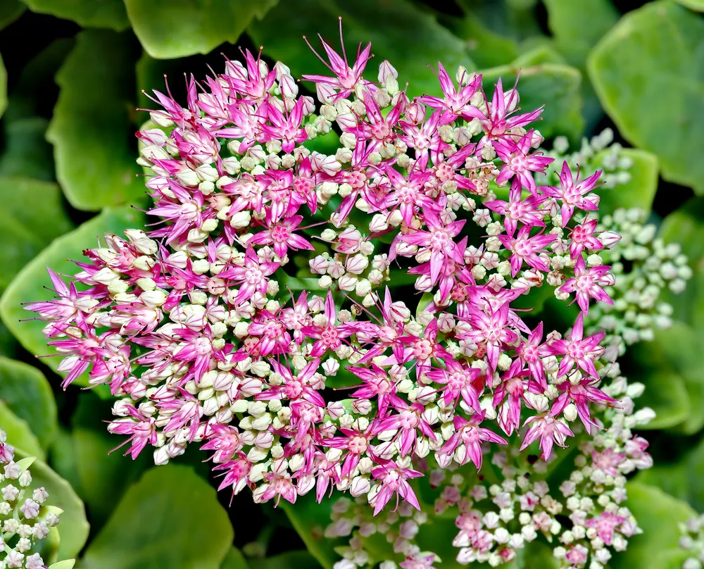 Plant photo