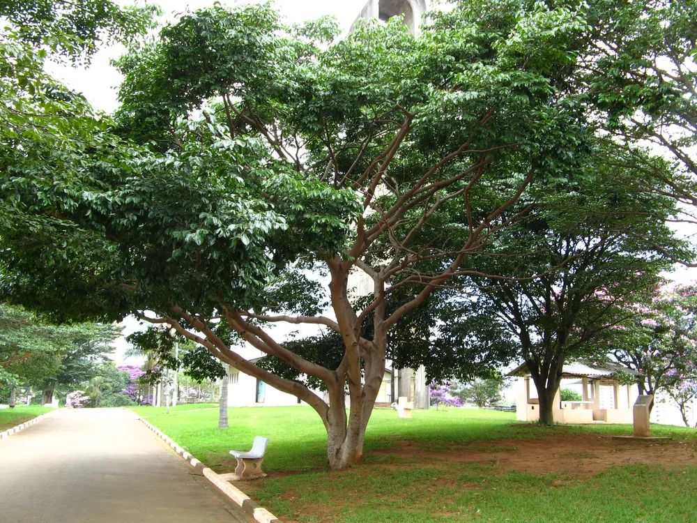 Jatoba