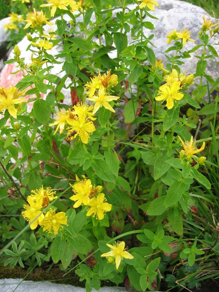 Spotted St. John's Wort
