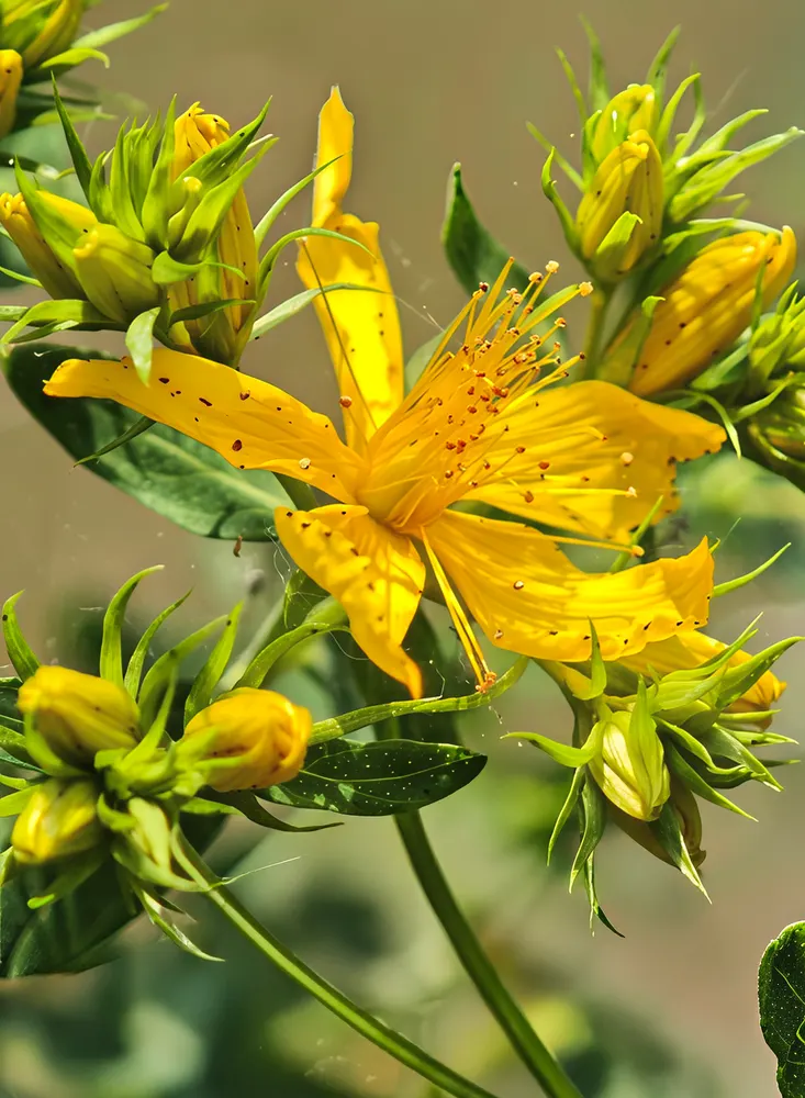 St. John's Wort