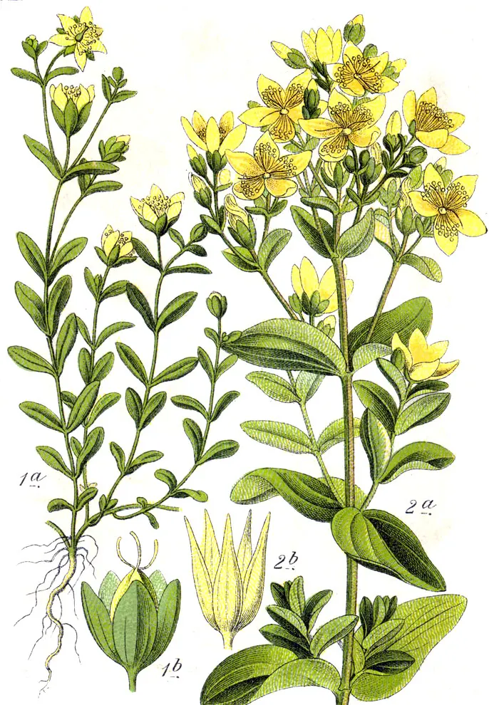 Square-stalked St. John's Wort