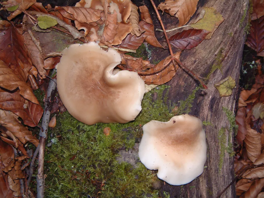 Beech Mushroom