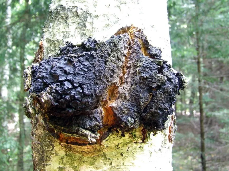 Chaga