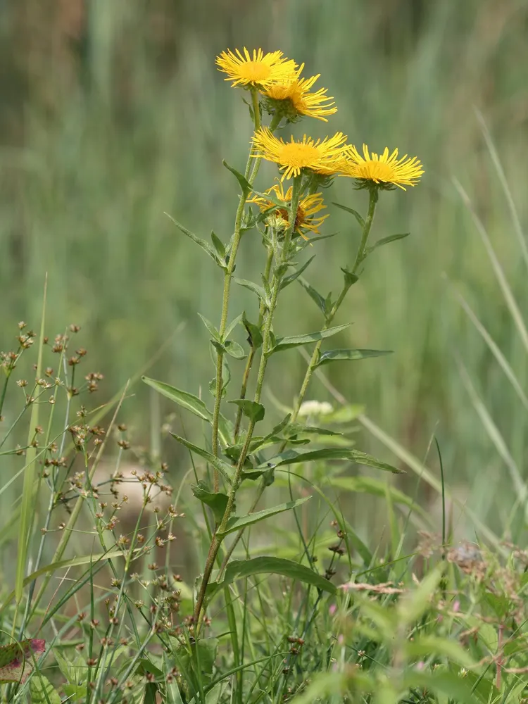 British Yellowhead