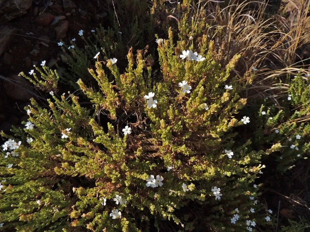 Plant photo
