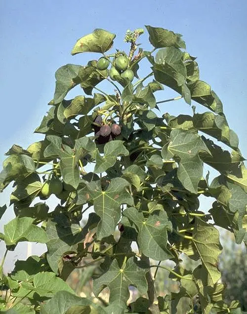 Plant photo