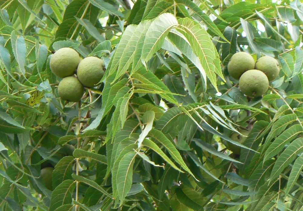 Black Walnut