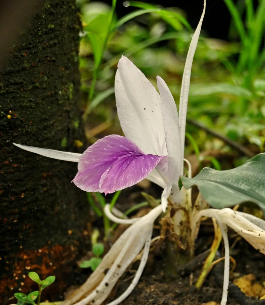 Resurrection Lily