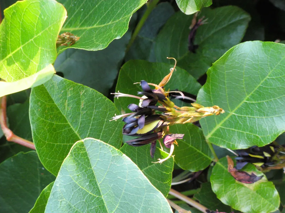 Black Coral Pea