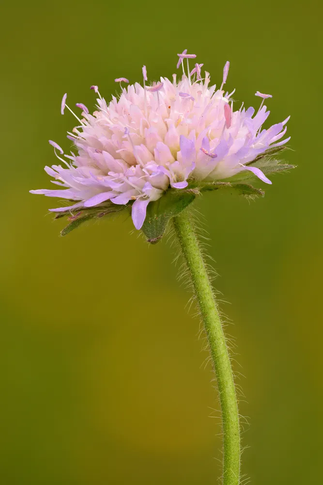 Field Scabious