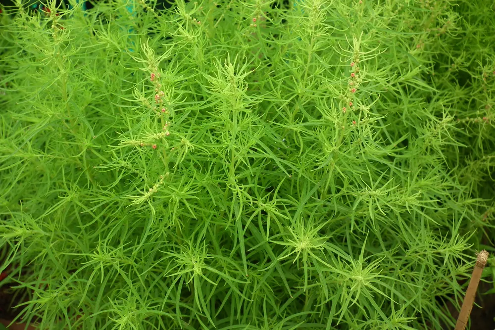 Plant photo