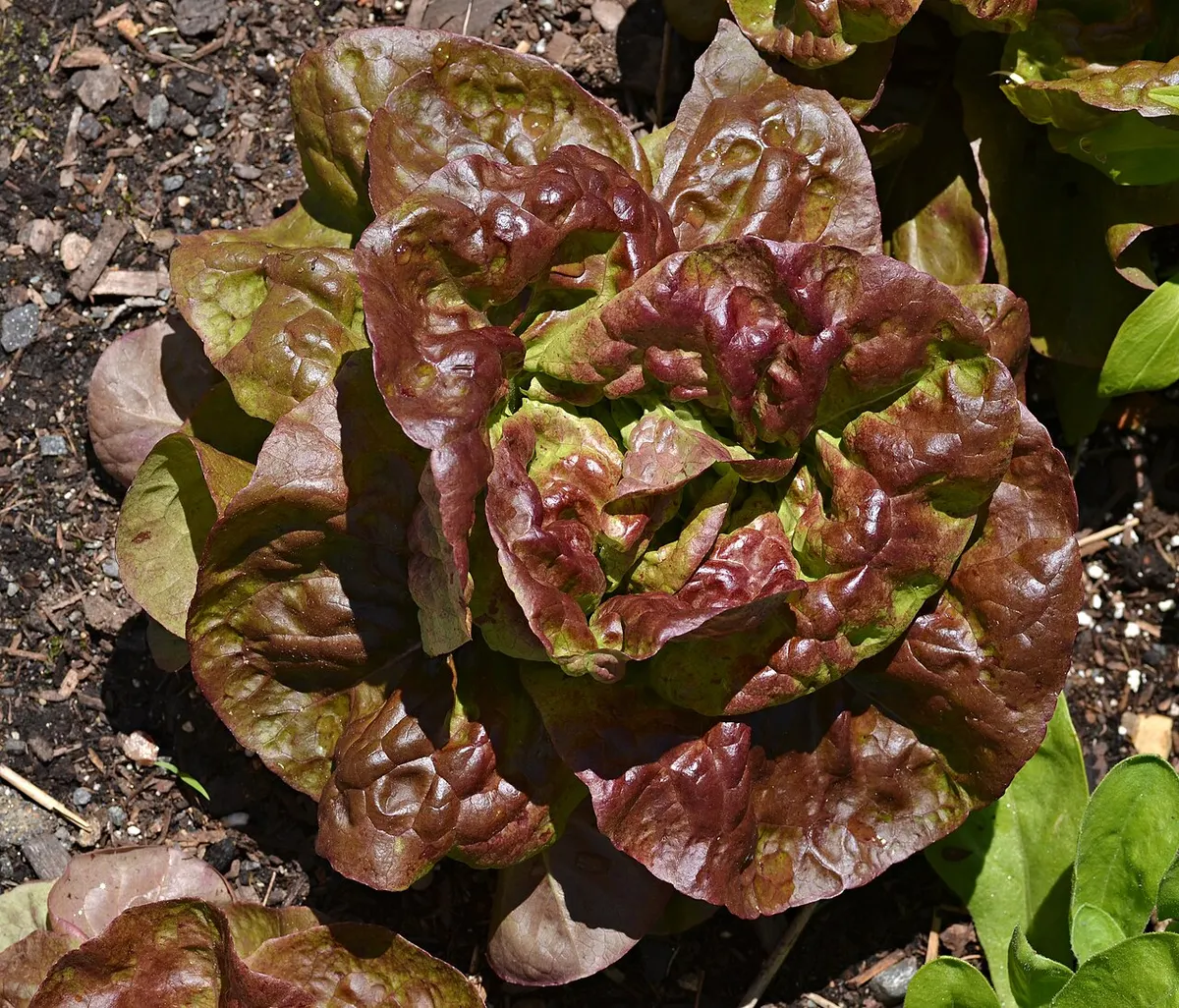 Lettuce