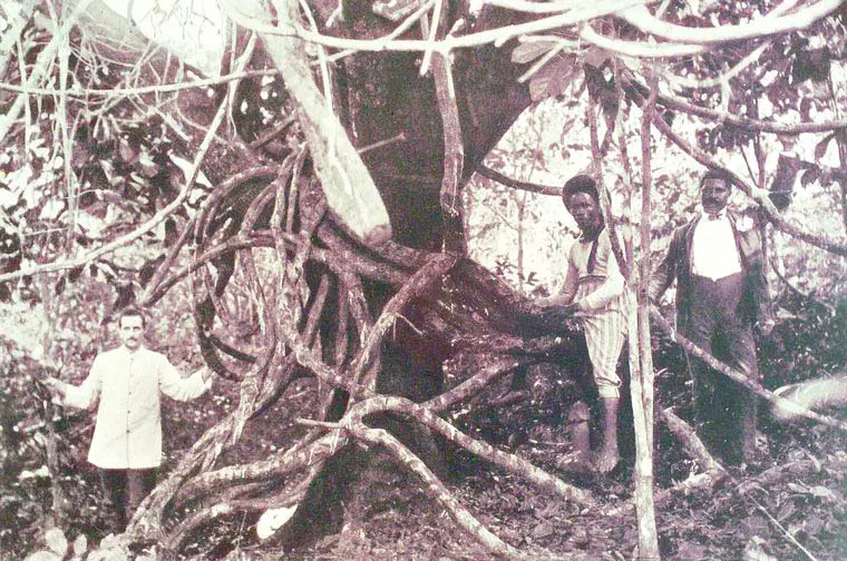 African Rubber Vine