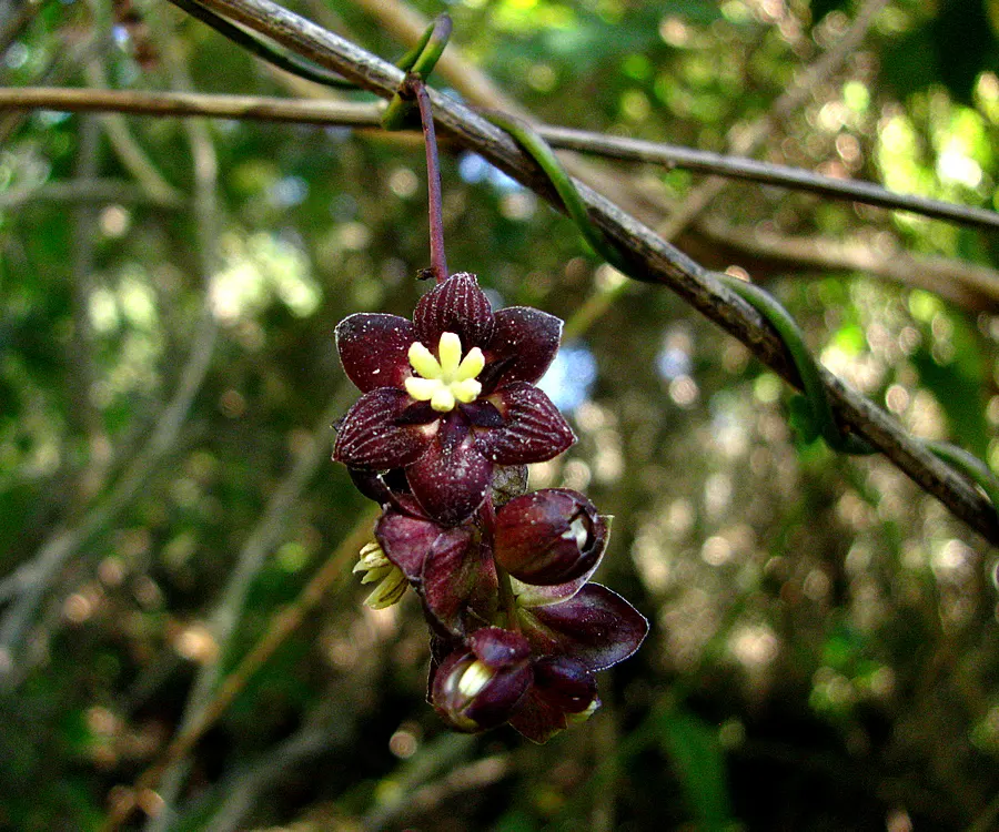 Coguil (Voqui Negro)