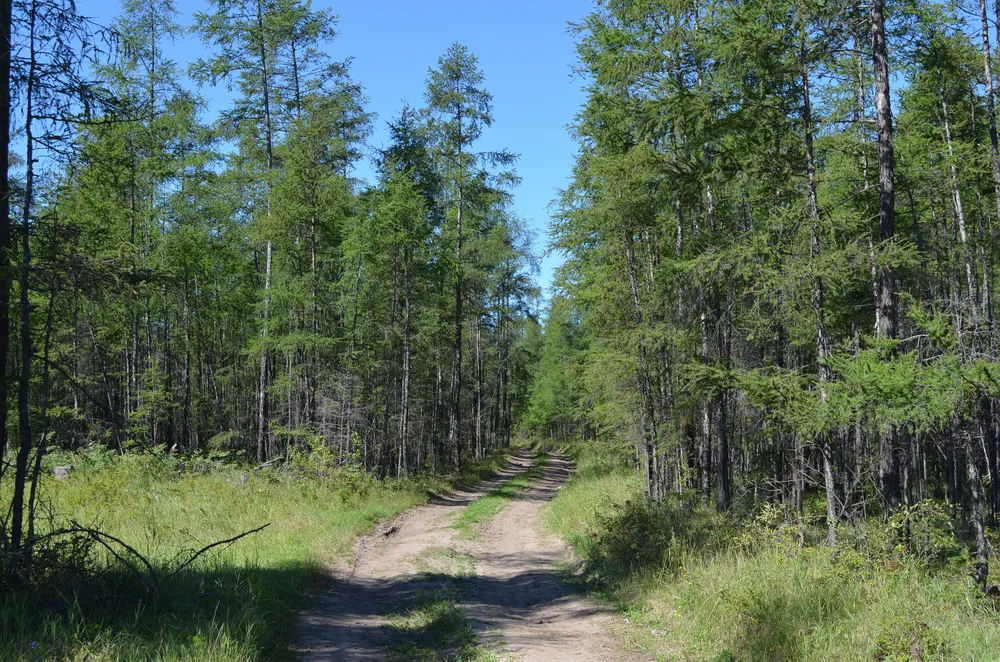 Dahurian Larch