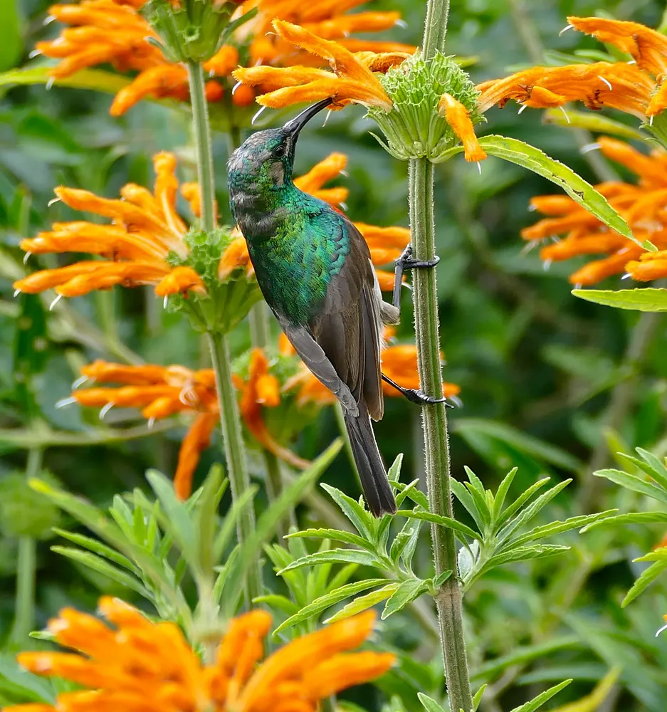Wild Dagga