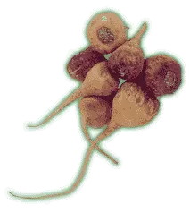 Maca