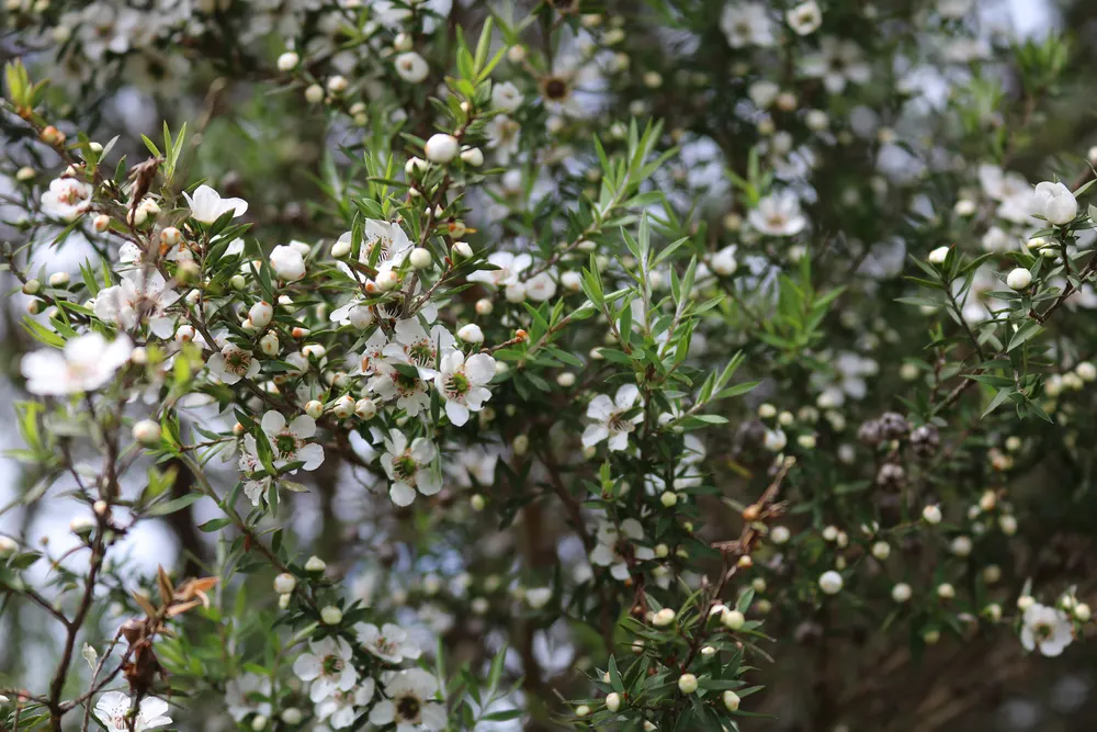 Manuka