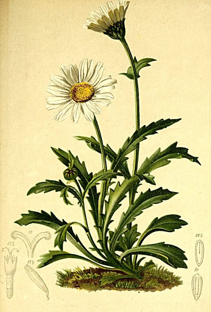 Alpine Moon Daisy