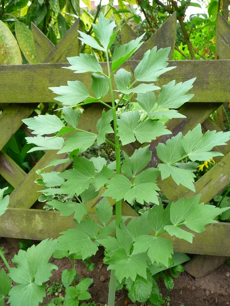 Plant photo