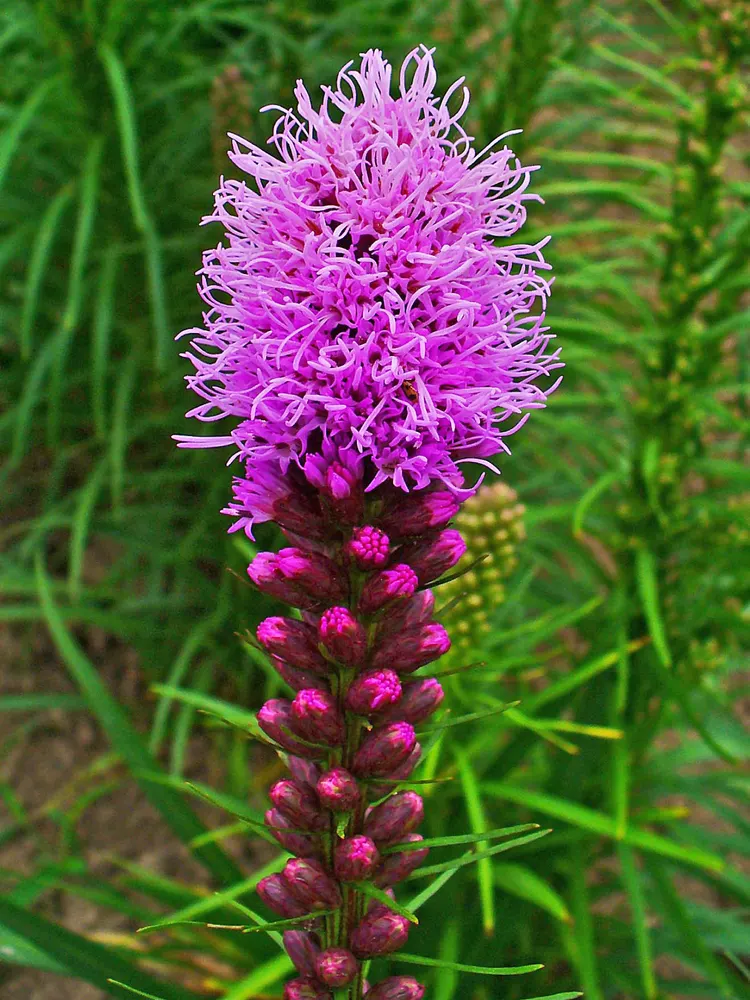 Blazing Star