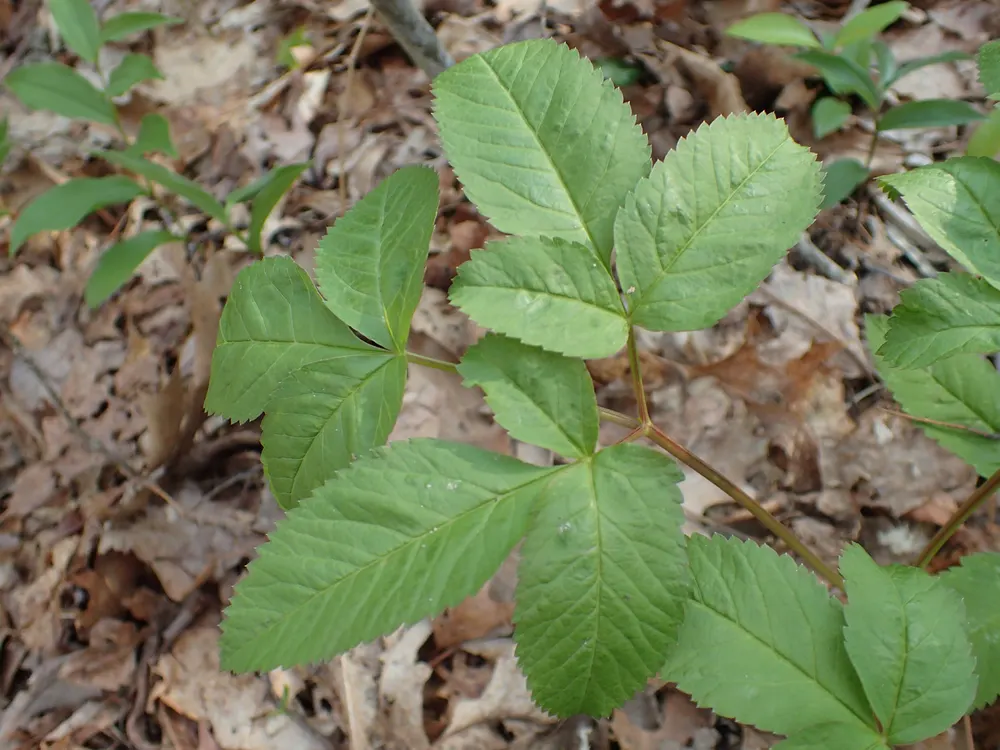 Bear Root