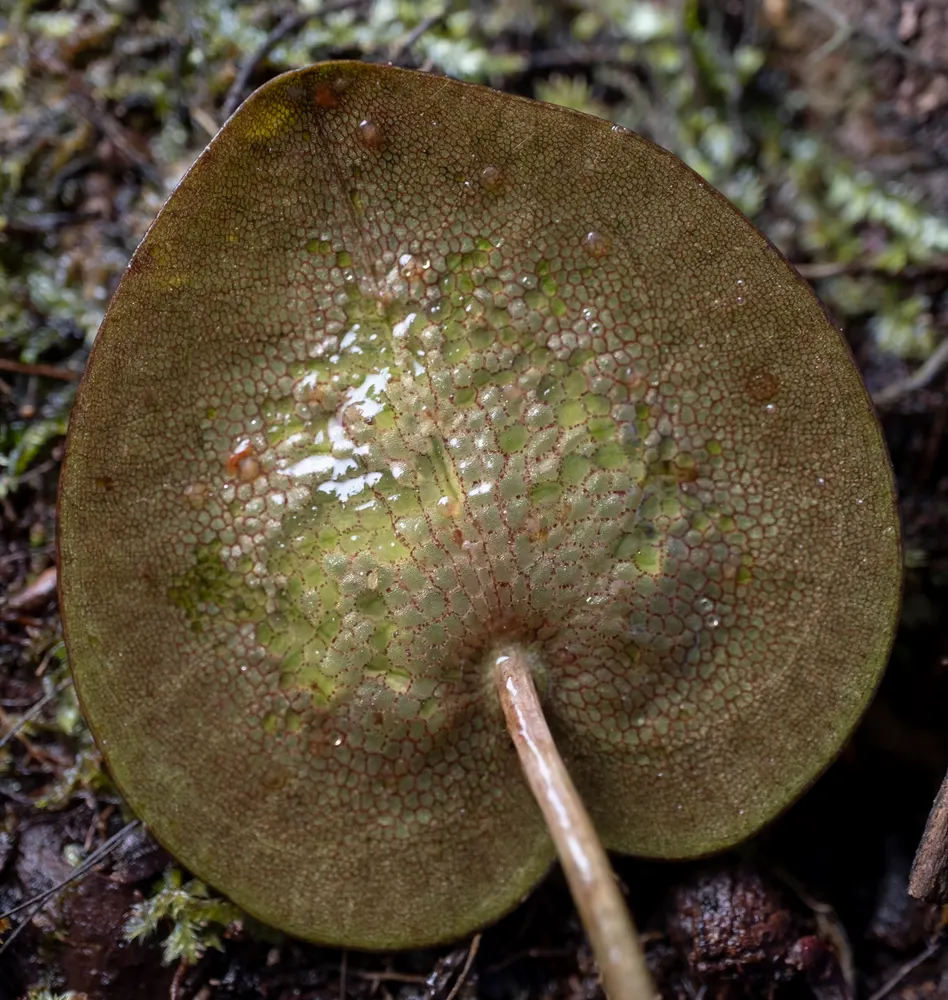 American Frogbit