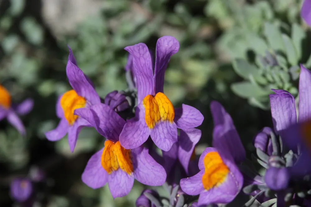 Alpine Toadflax