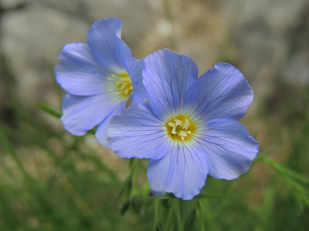 Alpine Flax