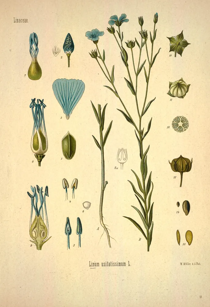 Flax