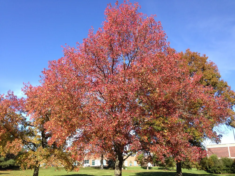 American Sweetgum