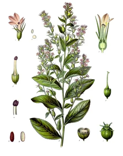 Indian Tobacco