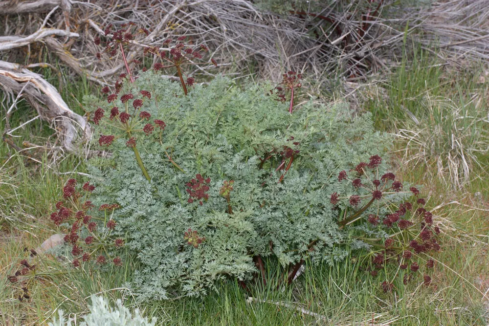 Lomatium