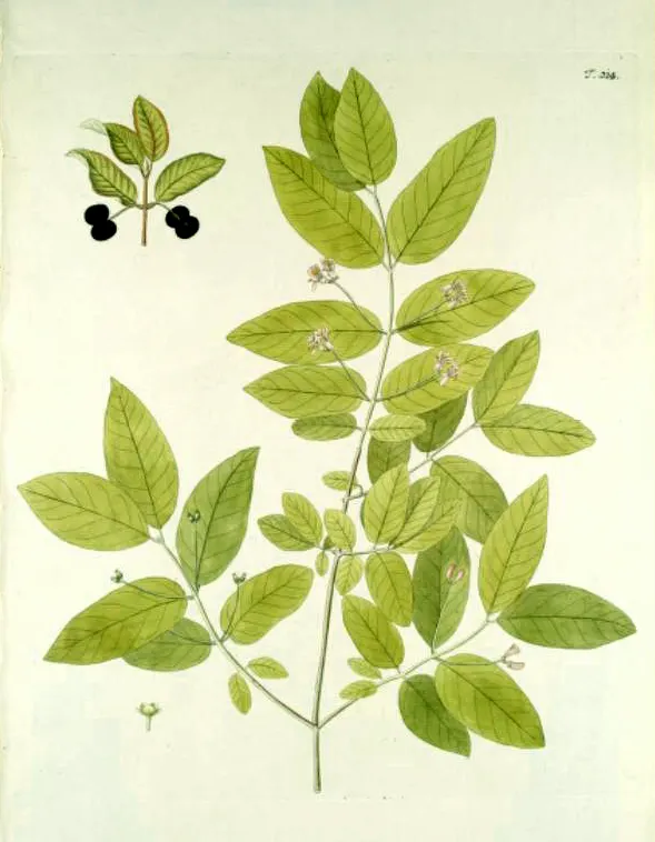 Black Honeysuckle