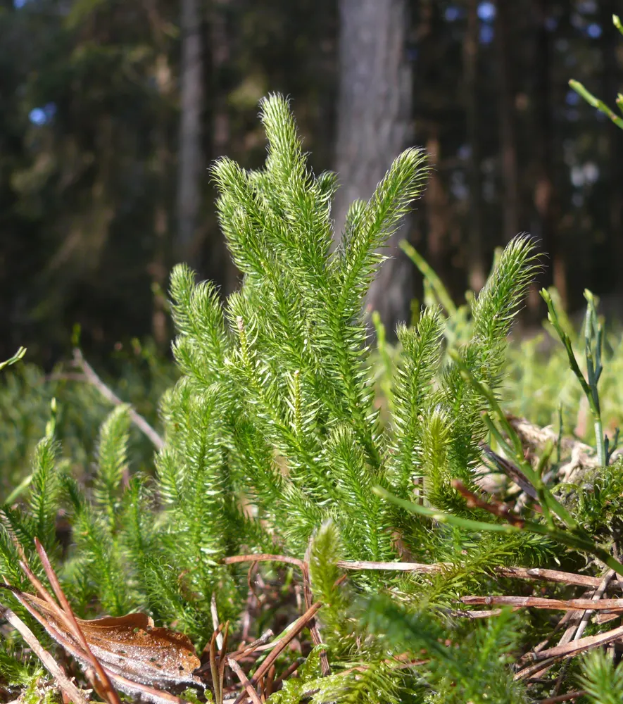 Ground Pine