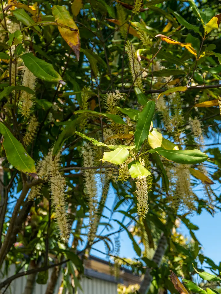 Macadamia Nut