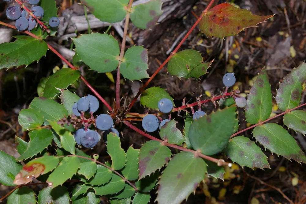 Dull Oregon Grape