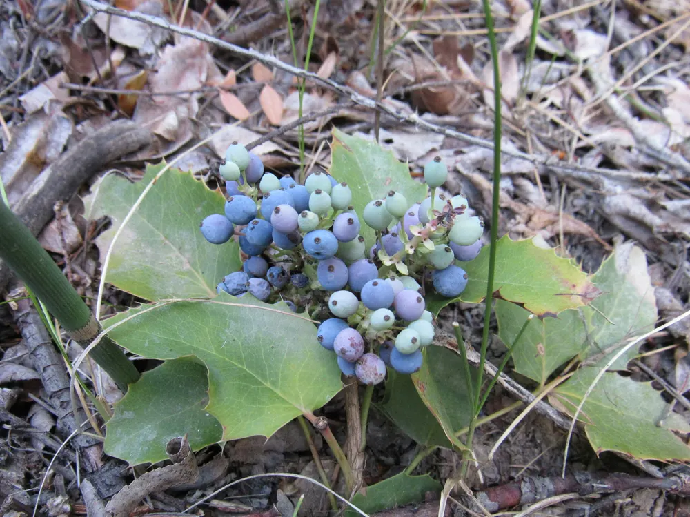 Creeping Oregon Grape
